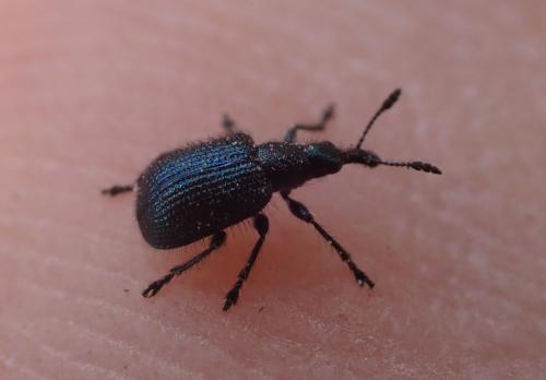 Réf. 321 428 : Involvulus caeruleus